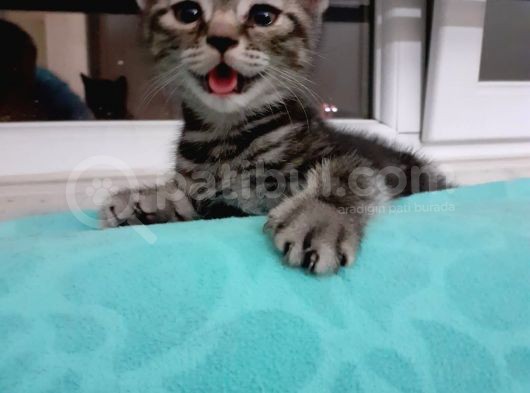 British Shorthair Yavrular görsel