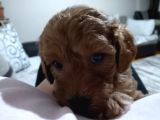 Red Toy Poodle