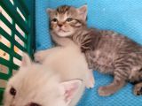 British Shorthair Yavrular