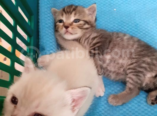British Shorthair Yavrular görsel