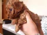Red Toy Poodle