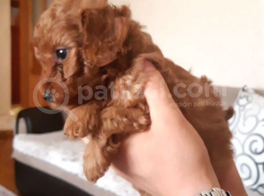 Red Toy Poodle görsel