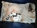 Üretim Çiftliğinden Lagotto Romagnolo Yavruları