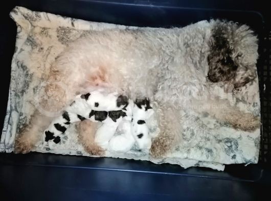 Üretim Çiftliğinden Lagotto Romagnolo Yavruları görsel