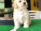 Sıfır Numara Dişi Ve Erkek Maltipoo Bebeklerim