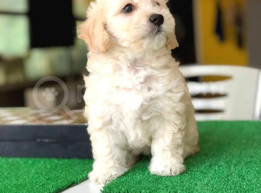 Sıfır Numara Dişi Ve Erkek Maltipoo Bebeklerim görsel