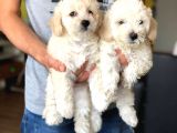 Sıfır Numara Dişi Ve Erkek Maltipoo Bebeklerim