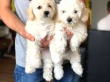 Sıfır Numara Dişi Ve Erkek Maltipoo Bebeklerim