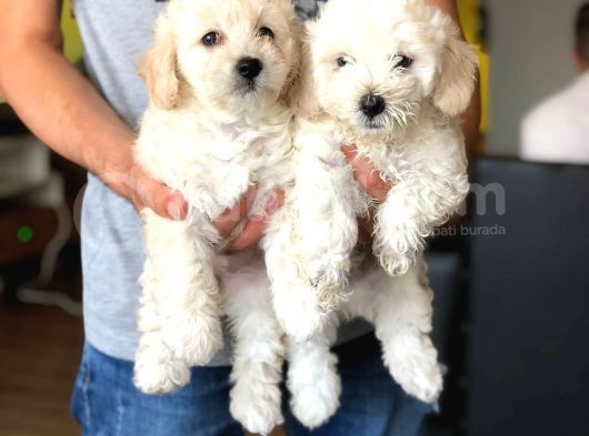 Sıfır Numara Dişi Ve Erkek Maltipoo Bebeklerim görsel