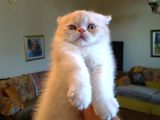 Exotic Shorthair Dişi - Erkek Yavrular 2 Aylık
