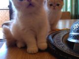Exotic Shorthair Dişi - Erkek Yavrular 2 Aylık