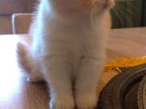 Exotic Shorthair Dişi - Erkek Yavrular 2 Aylık