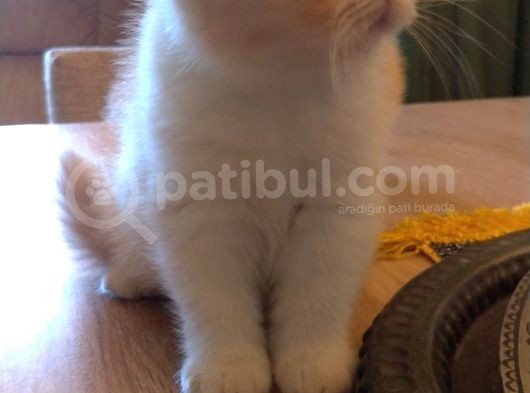 Exotic Shorthair Dişi - Erkek Yavrular 2 Aylık görsel