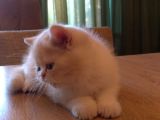 Exotic Shorthair Dişi - Erkek Yavrular 2 Aylık