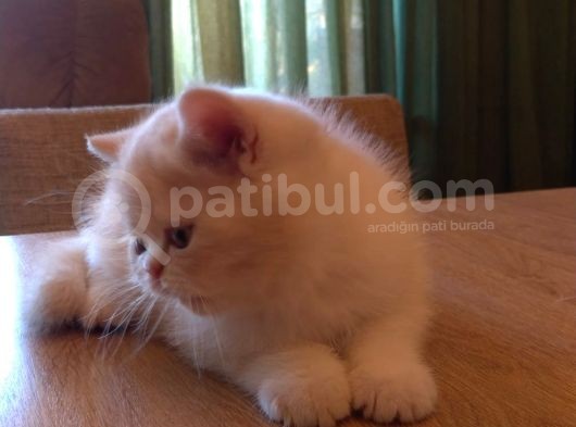 Exotic Shorthair Dişi - Erkek Yavrular 2 Aylık görsel
