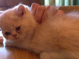 Exotic Shorthair Dişi - Erkek Yavrular 2 Aylık