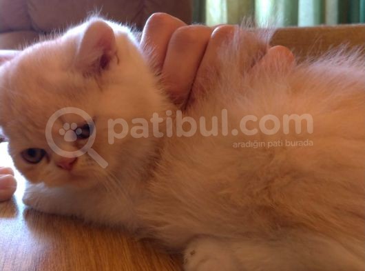 Exotic Shorthair Dişi - Erkek Yavrular 2 Aylık görsel