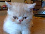 Exotic Shorthair Dişi - Erkek Yavrular 2 Aylık