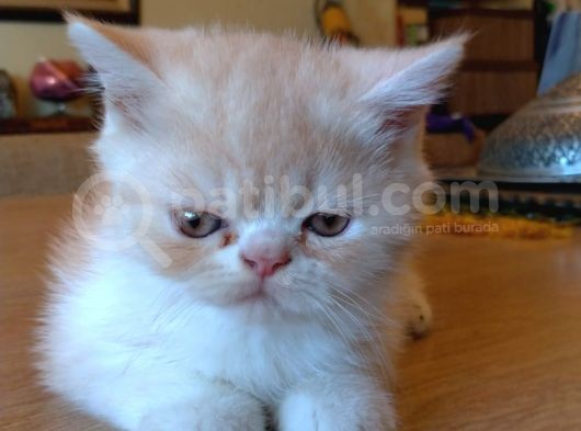Exotic Shorthair Dişi - Erkek Yavrular 2 Aylık görsel