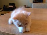 Exotic Shorthair Dişi - Erkek Yavrular 2 Aylık