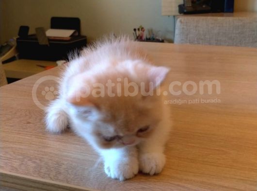 Exotic Shorthair Dişi - Erkek Yavrular 2 Aylık görsel