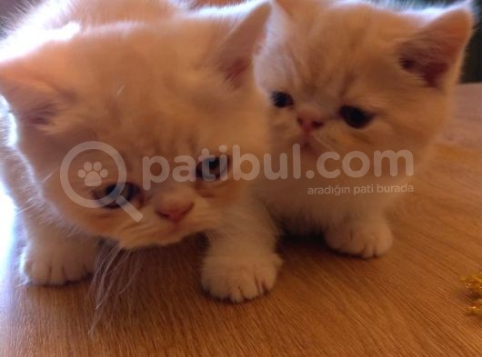 Exotic Shorthair Dişi - Erkek Yavrular 2 Aylık görsel