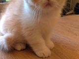 Exotic Shorthair Dişi - Erkek Yavrular 2 Aylık