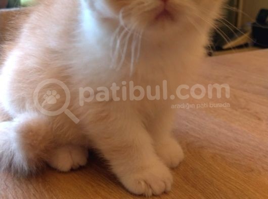 Exotic Shorthair Dişi - Erkek Yavrular 2 Aylık görsel