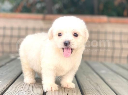 Yavru Maltese Terri̇er görsel