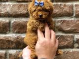 Muhteşem Kalitede Toy Poodle Bebeklerimiz