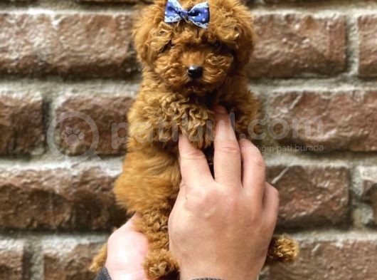 Muhteşem Kalitede Toy Poodle Bebeklerimiz