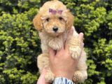 Muhteşem Kalitede Toy Poodle Bebeklerimiz