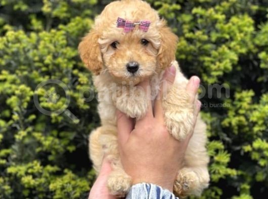 Muhteşem Kalitede Toy Poodle Bebeklerimiz görsel