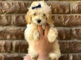 Muhteşem Kalitede Toy Poodle Bebeklerimiz