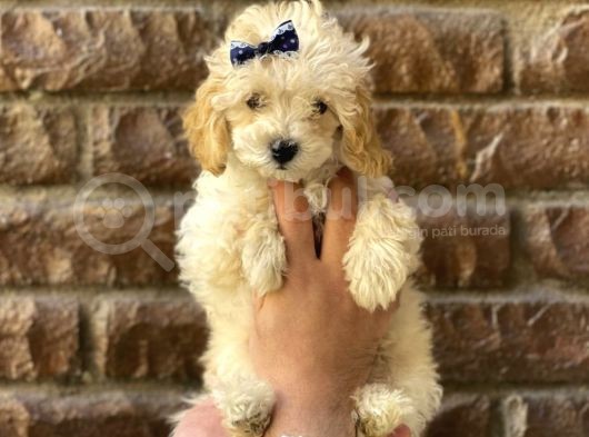 Muhteşem Kalitede Toy Poodle Bebeklerimiz görsel