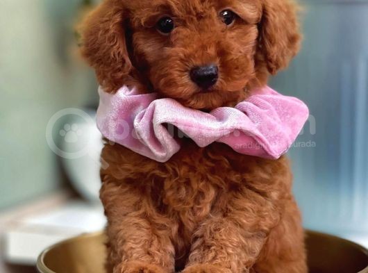 Muhteşem Kalitede Toy Poodle Bebeklerimiz görsel