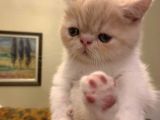Exotic Shorthair Dişi - Erkek Yavrular 2 Aylık