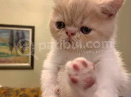 Exotic Shorthair Dişi - Erkek Yavrular 2 Aylık görsel