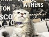 Şeker Tadında Silver Tabby Scottish Fold Yavrumuz