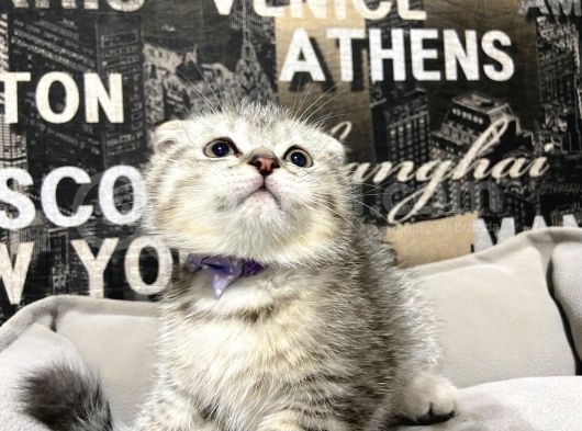 Şeker Tadında Silver Tabby Scottish Fold Yavrumuz görsel