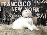 Karbeyaz Scottish Fold Yavrumuz