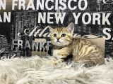Şeker Tadında Golden Tabby British Shorthair Yavrumuz