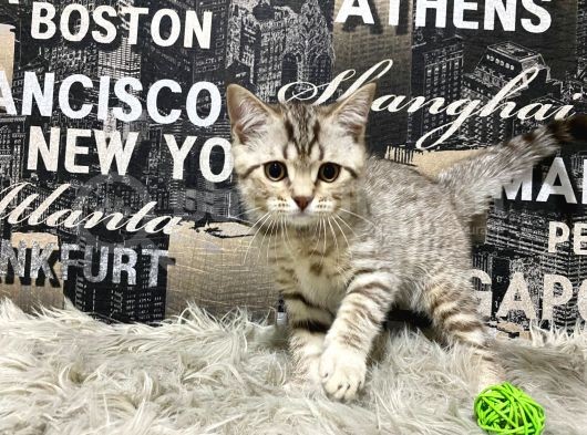 Şeker Tadında Golden Tabby British Shorthair Yavrumuz