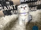Şeker Tadında Silver Tabby Scottish Fold Yavrumuz