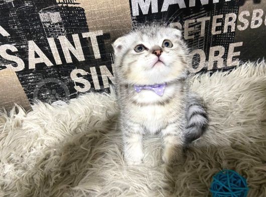 Şeker Tadında Silver Tabby Scottish Fold Yavrumuz görsel