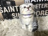 Şeker Tadında Silver Tabby Scottish Fold Yavrumuz