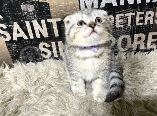 Şeker Tadında Silver Tabby Scottish Fold Yavrumuz