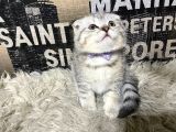 Şeker Tadında Silver Tabby Scottish Fold Yavrumuz