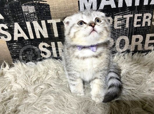 Şeker Tadında Silver Tabby Scottish Fold Yavrumuz görsel