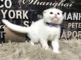 Karbeyaz Scottish Fold Yavrumuz